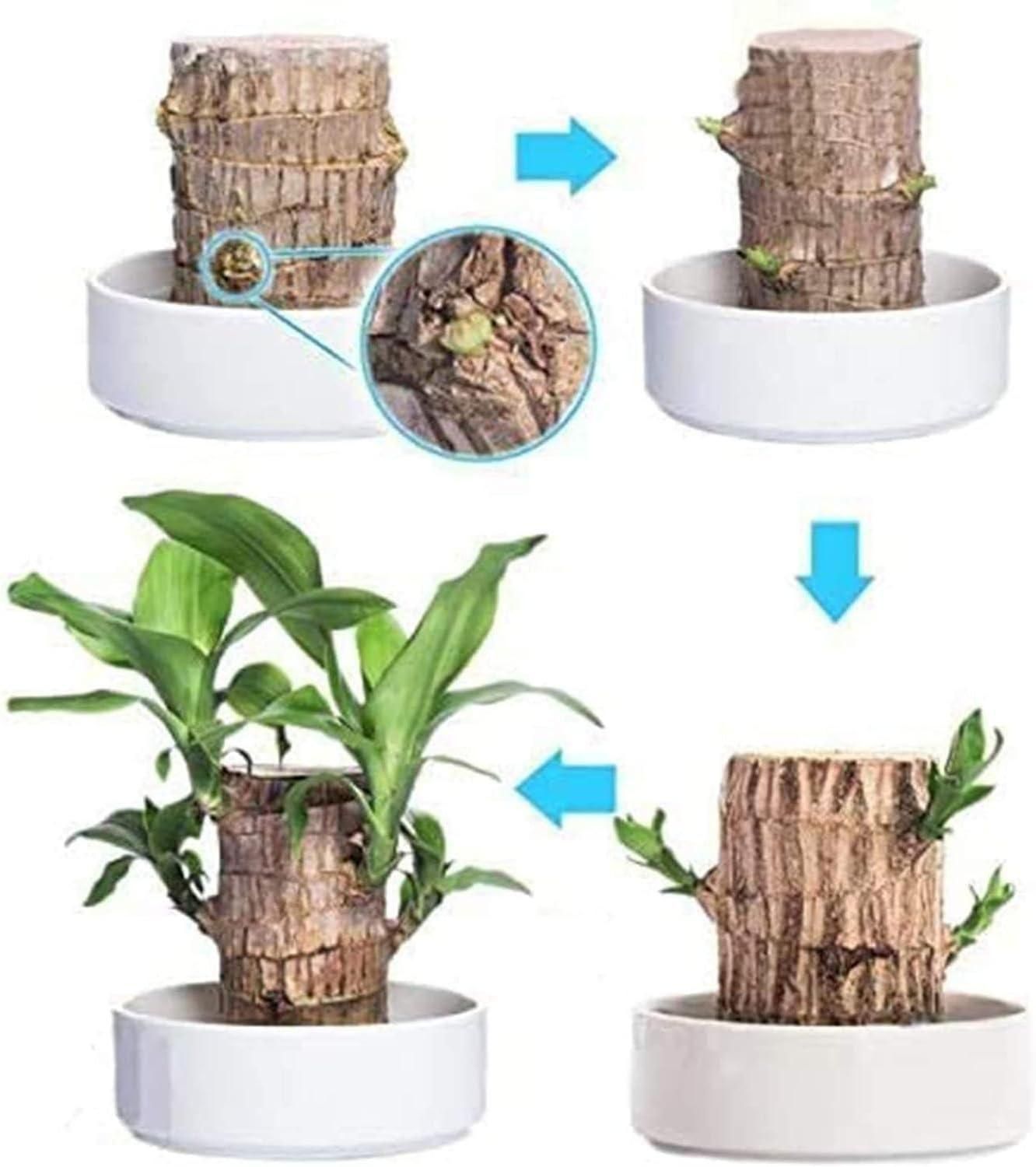 Brazilian Lucky Wood, Mini Home Plant Decorations	(Pack of 2)