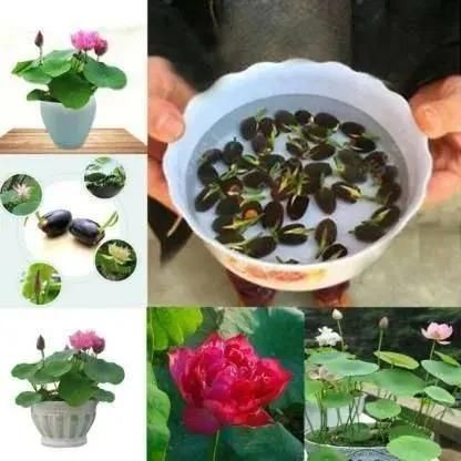 Bonsai Lotus Flower Seeds